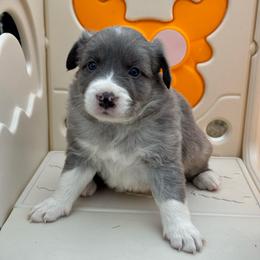Simba - Atypical merle male Border Collie puppy in Hartsville, South Carolina from Wiggles 4 Life