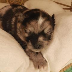 Pomeranians from MattSue Notalapdog