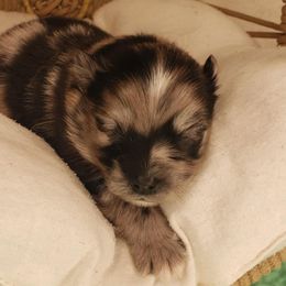 Pomeranians from MattSue Notalapdog