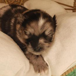 Pomeranians from MattSue Notalapdog