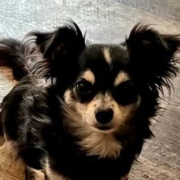 Chihuahuas from Kristiy's Prancing Chis