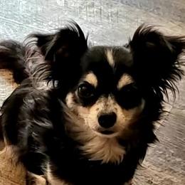 Chihuahuas from Kristiy's Prancing Chis