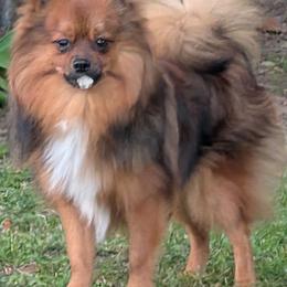 Boxer and Pomeranian All Grown Up from Spivey the grand boxers and poms