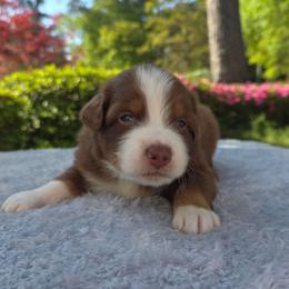 Rolo - Red tri-color male Australian Shepherd puppy in Summerville, South Carolina from Flowertown Aussies