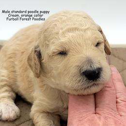 Cream Puff (Orange collar) - Cream male Poodle puppy in Santa Cruz, California from Furball Forest Poodles
