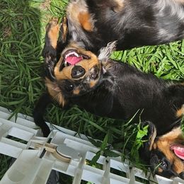 Dachshunds from Airamalonso