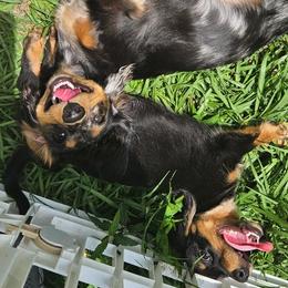Dachshunds from Airamalonso