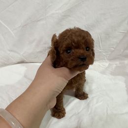 Elvis(AKC) - Red  male Poodle puppy in Moreno Valley, California from Yanni's Poodle