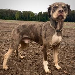 Fips - Catahoula Leopard Dog