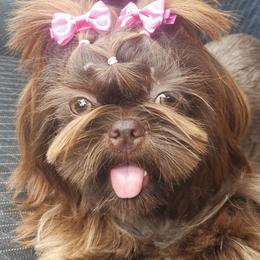 LuLu - Shih Tzu