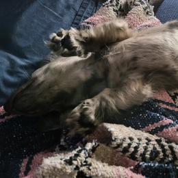 Dachshund Puppies from Harris Hugs and Wiener Wiggles