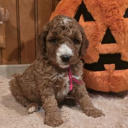 Bernedoodle and Goldendoodle Puppies from 4goldendoodles