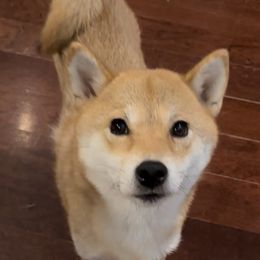Shiba Inu puppies from Mishmo's Shibas and Papillons