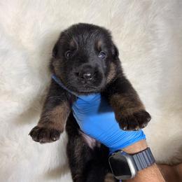 Boy 3 - Black and tan male German Shepherd puppy in Hollis Center, Maine from Noble German Shepherds of Maine