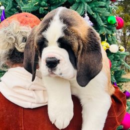 Purple Collar - Mahogany and white female Saint Bernard puppy in Double Springs, Alabama from St Bernard Kingdom, LLC