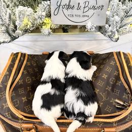 Boy 1 - male Biewer Terrier puppy in North Chelmsford, Massachusetts from Coastal Yorkshire Terrier Yorkies & Biewer Terriers