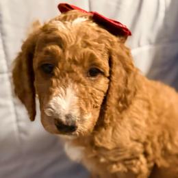 Trixie - Dark pink girl - Red  female Goldendoodle puppy in Puyallup, Washington from Dawnie’s Doodles