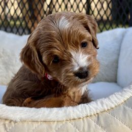 Clover - Red female Cockapoo puppy in Marietta, South Carolina from River Falls Cockapoos