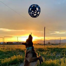 Belgian Malinois from Element Belgians