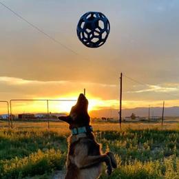 Belgian Malinois from Element Belgians