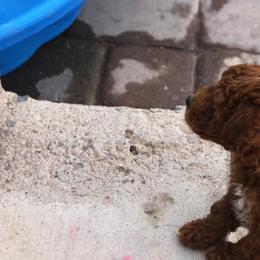 Cavapoo and Goldendoodle Puppies from Las Vegas Goldendoodles