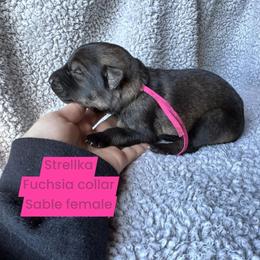 Strellka - Sable female German Shepherd puppy in New Cambria, Missouri from Des Hausraben Shepherds