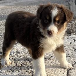 Violet - Red tri female Miniature Australian Shepherd puppy in Godley, Texas from Nana and Paws Aussies