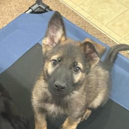 Me.Red - Sable male German Shepherd puppy in Berlin, Wisconsin from Gypsy Miracle Kennels