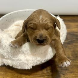 Rudolph - Red  male Goldendoodle puppy in Kenansville, North Carolina from J+A Family Doodles