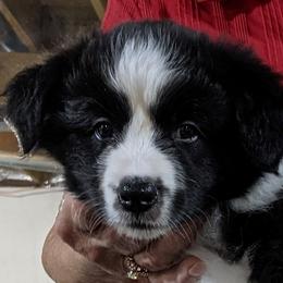 Girl 2 - Border Collie puppy in Kingston, Ohio from Old Hickle Place