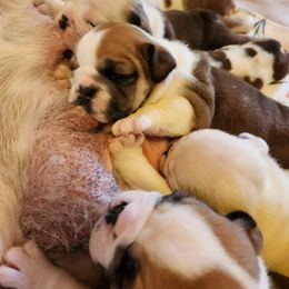 Bulldog Puppies from BtS Bulldogs