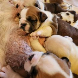 Bulldog Puppies from BtS Bulldogs
