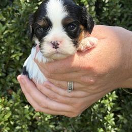 Polo - Tri-color male Cavalier King Charles Spaniel puppy in Lula, Georgia from Cavaliers by Crumley