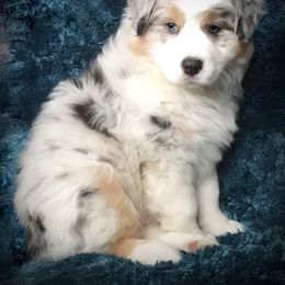 Australian Shepherd Puppies from Cahaba Australian Shepherds