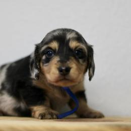 Giblet - Dapple male Dachshund puppy in Alto, Texas from Prima Dachshunds