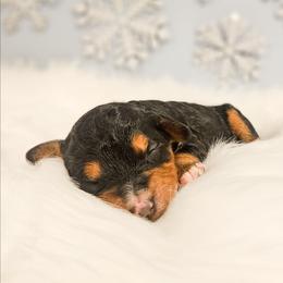 Aurora - Tri-color female Bernedoodle puppy in Russell Springs, Kentucky from 270 Doodles