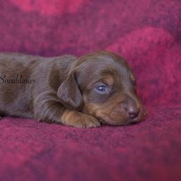 Daisy - Chocolate and tan female Dachshund puppy in Apple Valley, California from Socaldoxies