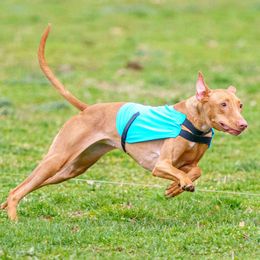 Peach - Pharaoh Hound