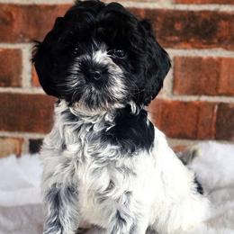 Moose- Male - Blue roan male Cockapoo puppy in Connersville, Indiana from Dessie's Doodles
