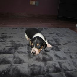 Boy 1 - Piebald male Dachshund puppy in Harvard, Illinois from Lori's Cavalier King Charles Spaniels & Dachshunds