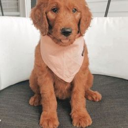 Goldendoodle Puppies from Rustic Road Doodles