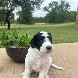 Thunder - Black and white male Aussiedoodle puppy in Eastland, Texas from H5 Mini Doodles