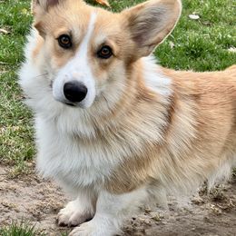 Ivan - Pembroke Welsh Corgi