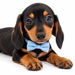 Felix - Black and tan male Dachshund puppy in Illinois from William Rotsaert