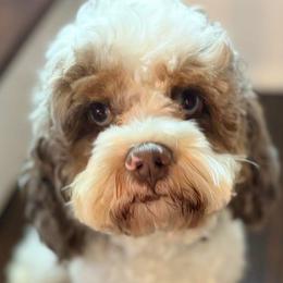 Barney - Cockapoo