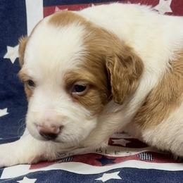 Holly girl 3 - Orange and white female Brittany puppy in Floyd Knobs, Indiana from Cross Creek Brittanys