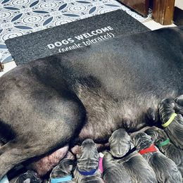 Great Danes from Ocean Blue Danes