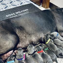 Great Danes from Ocean Blue Danes