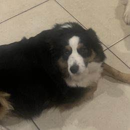 Bella - Miniature Australian Shepherd