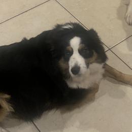 Bella - Miniature Australian Shepherd
